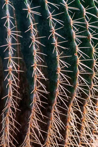 Close up of cactus with many spines