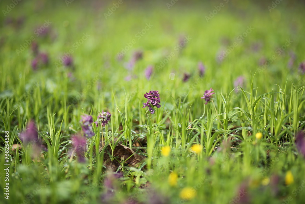 Fototapeta premium A fresh green glade with a spring purple Corydalis flowers.