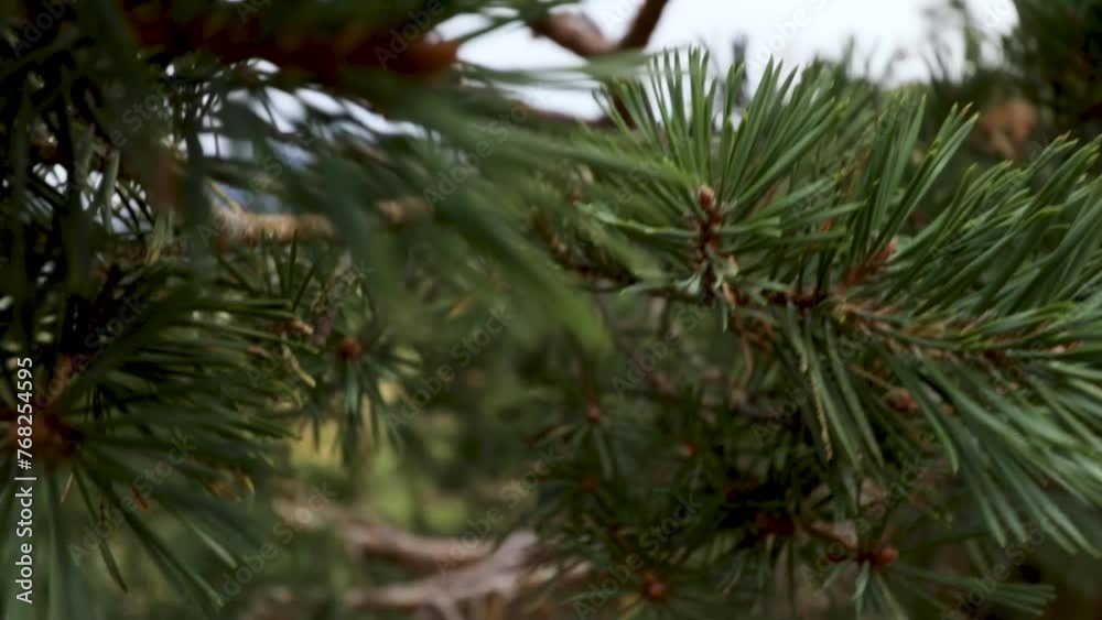 Pine tree close up on grey day. Shot in slow motion Pine tree close up on grey day. Shot in slow motion