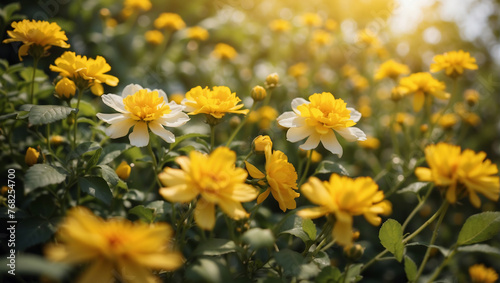 Leuchtende gelbe Blumen und wei  e Akzente im Sonnenschein - ein Bild der Naturpracht