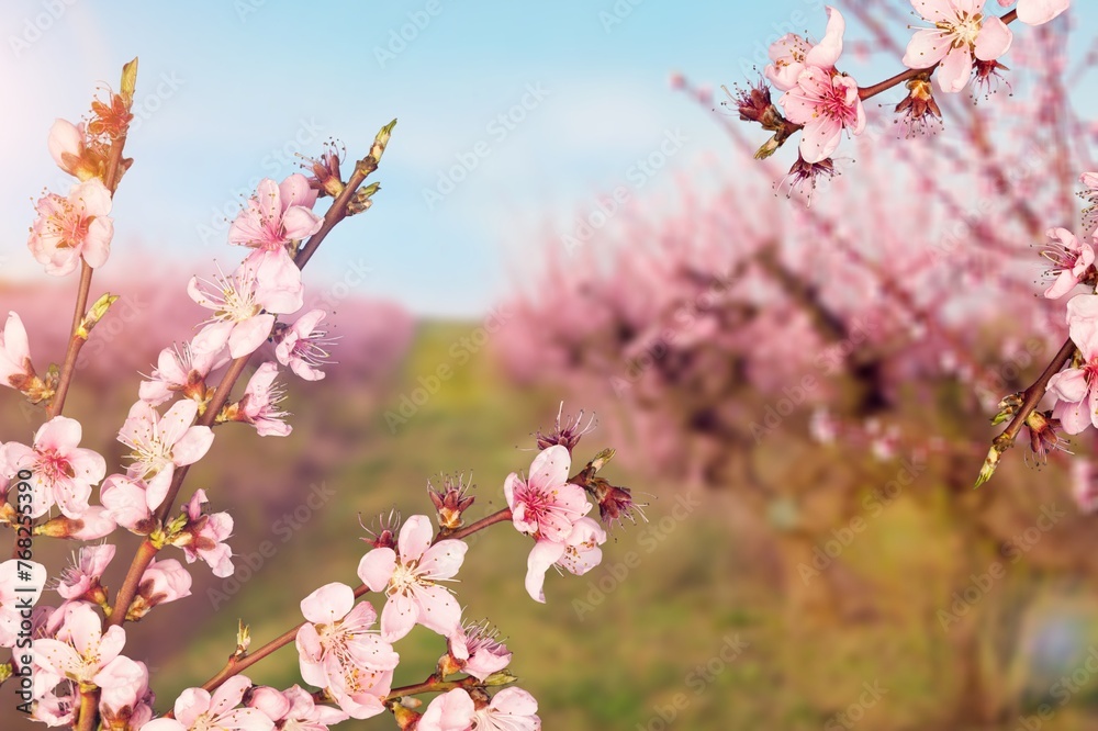 Fresh aroma sakura flowers pink color