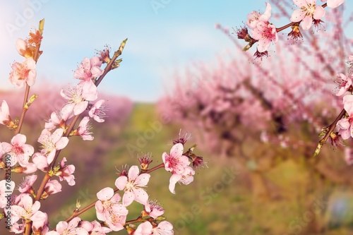 Fresh aroma sakura flowers pink color © BillionPhotos.com