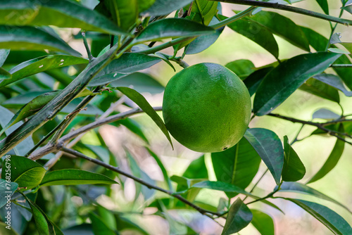 Close-up of unripe orange fruit hanging on a tree branch