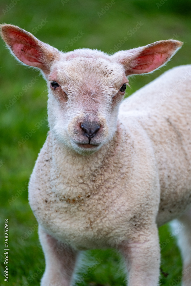 Portrait d'un jeune agneau