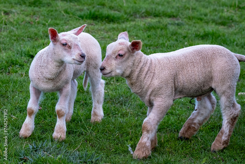 Deux jeunes agneaux © MARC MEINAU