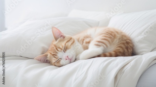 Cute cat sleeping on the white pillow with blurred sunlight from window. © Alpa