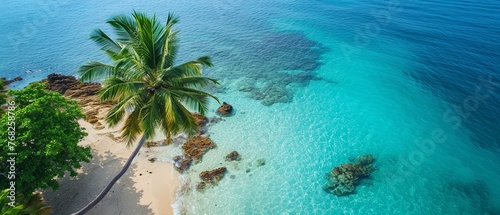 Aerial View of Beach With Palm Tree © Miodrag