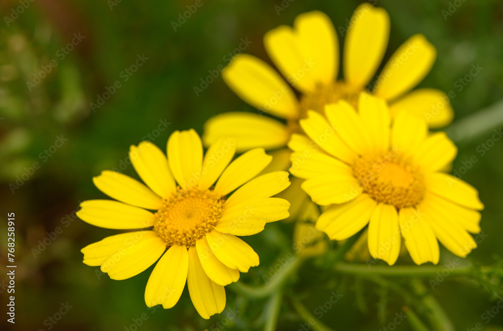 View of glebionis segetum (Chrysanthemum segetum) in the field. It is a species of flowering plant in the family Asteraceae. View of glebionis segetum (Chrysanthemum segetum) in the field. It is a species of flowering plant in the family Asteraceae.