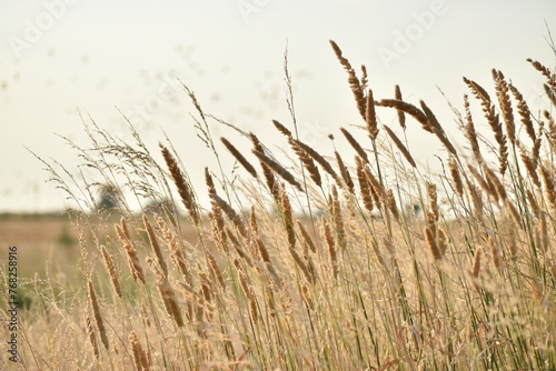 pastizal grassland