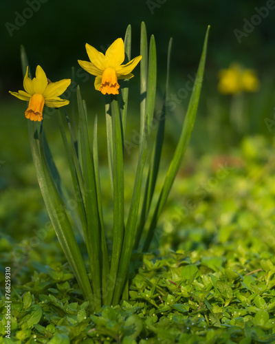 Yellow Daffodils In Bloom Surrounded by Grass and Caressed by the Spring Morning Sun