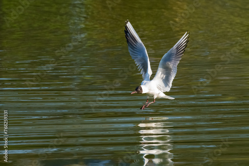 A Black-Headed Seagull is Gracefully Landing on the Lake Surface at Sunrise