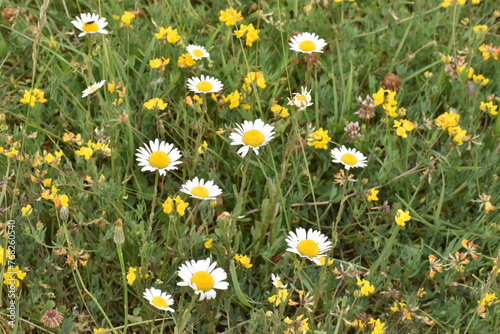flor