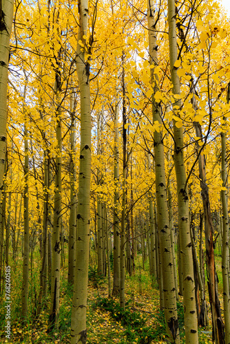 A tall Aspen Grove, turning yellow in the fall, in the Rocky Mountains of Colorado photo