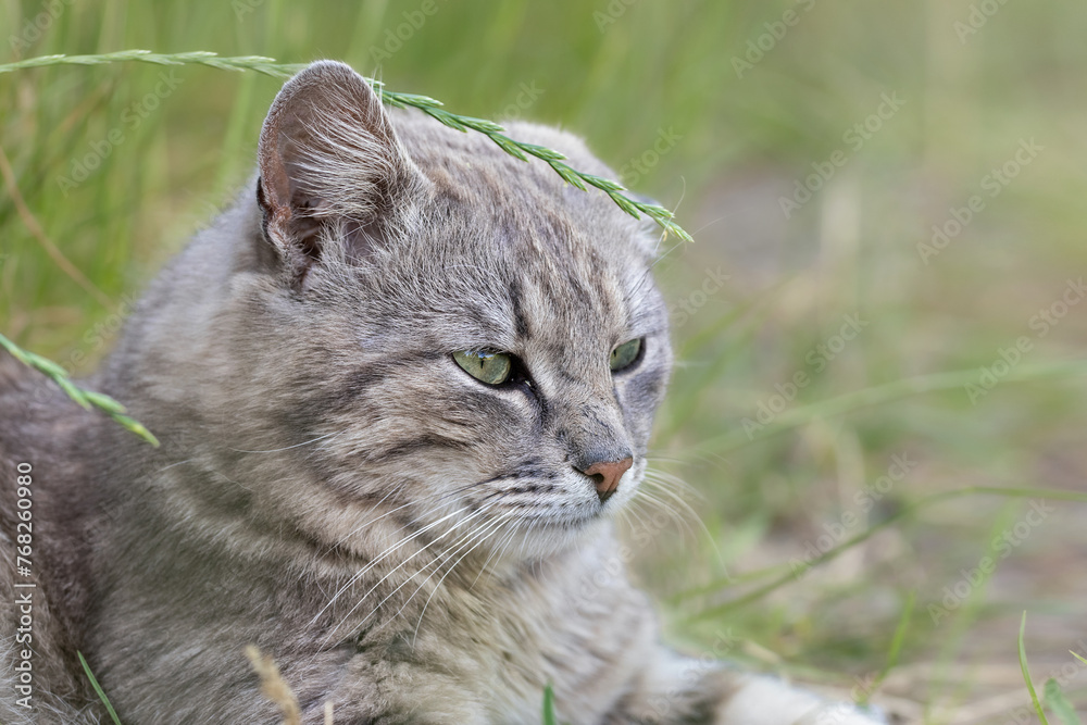 Obraz premium Stray cat on the street.Concept of existence and survival of stray animals on the streets of the city.