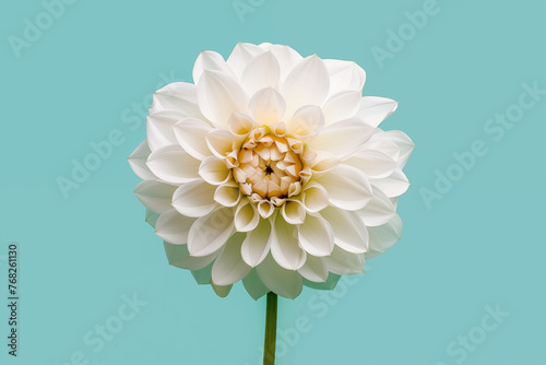 White flower on the mint background
