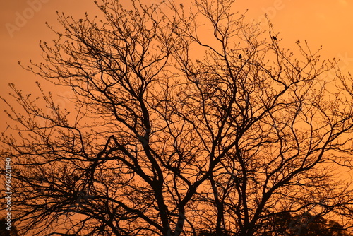 ramas desnudas bare branches