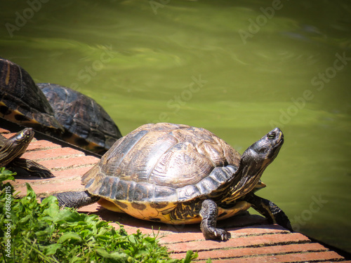 group of turtles in the sun near the park pond photo