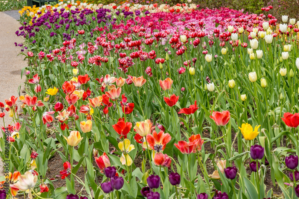 A bed of colorful tulips along a sidewalk in the spring. 