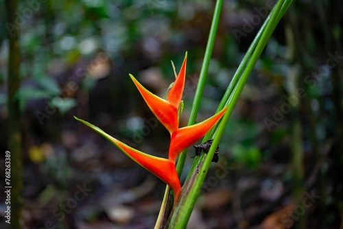 Inflorescence of a Heliconia wagneriana photo
