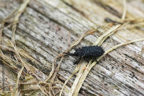 Closeup on a small black spiky European plant parasite weevil beetle, Hispa atra photo