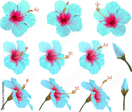 Vector hibiscus flower set. Realistic bright flower for decoration. Flower of paradise blue, turquoise