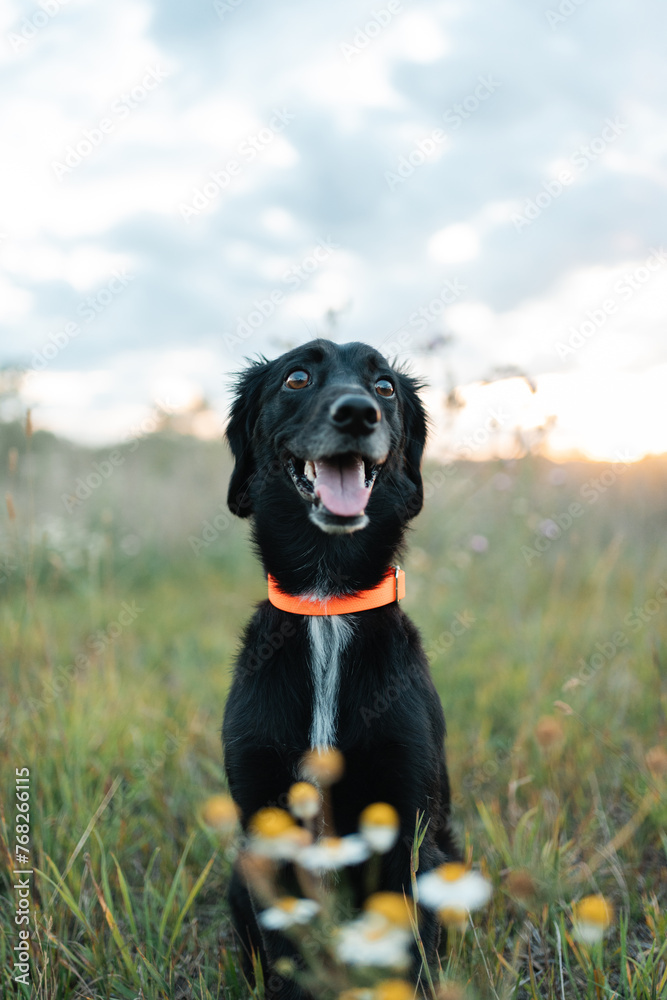 A funny black spaniel puppy sits after a walk in a field among flowers.