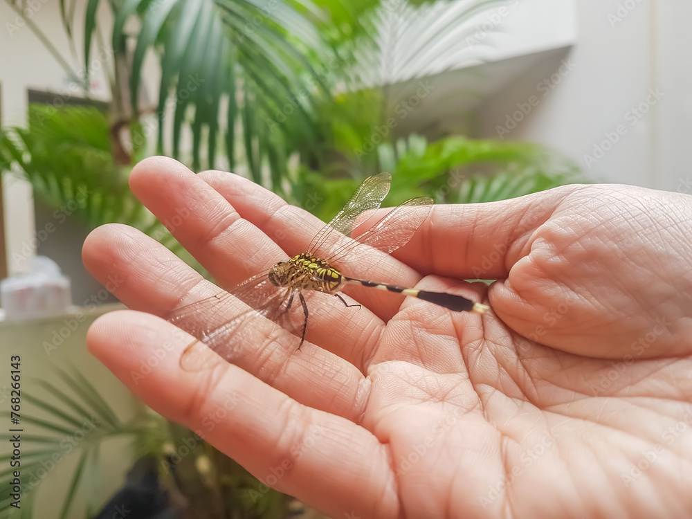 Dragonfly  ( orthetrum Sabina ) perched on the palm of a man's hand