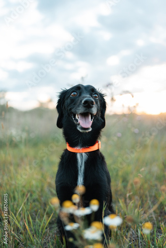 A funny black spaniel puppy sits after a walk in a field among flowers.
