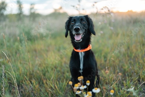 A cute smiling black dog sits in a field and looks at the camera.