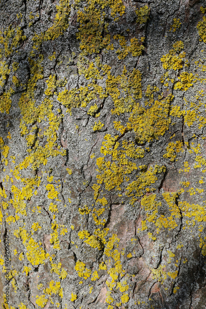 shaded lichen bark texture shaded lichen bark texture