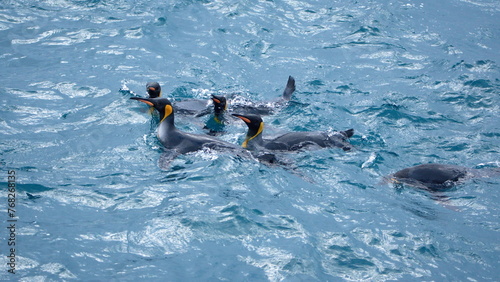 King penguins (Aptenodytes patagonicus) swimming in the Atlantic Ocean off of Salisbury Plain, South Georgia Island