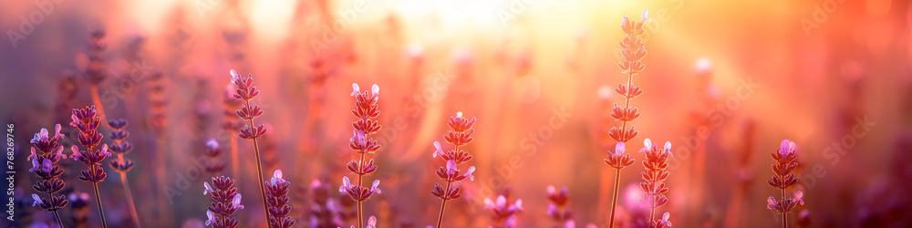 Atardecer en un campo de lavanda Atardecer en un campo de lavanda
