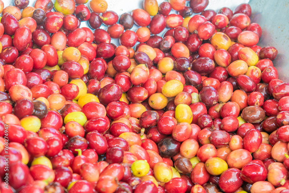 ripe and fresh Colombian coffee ripe and fresh Colombian coffee