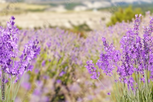 Lavender liliac flower abstract background