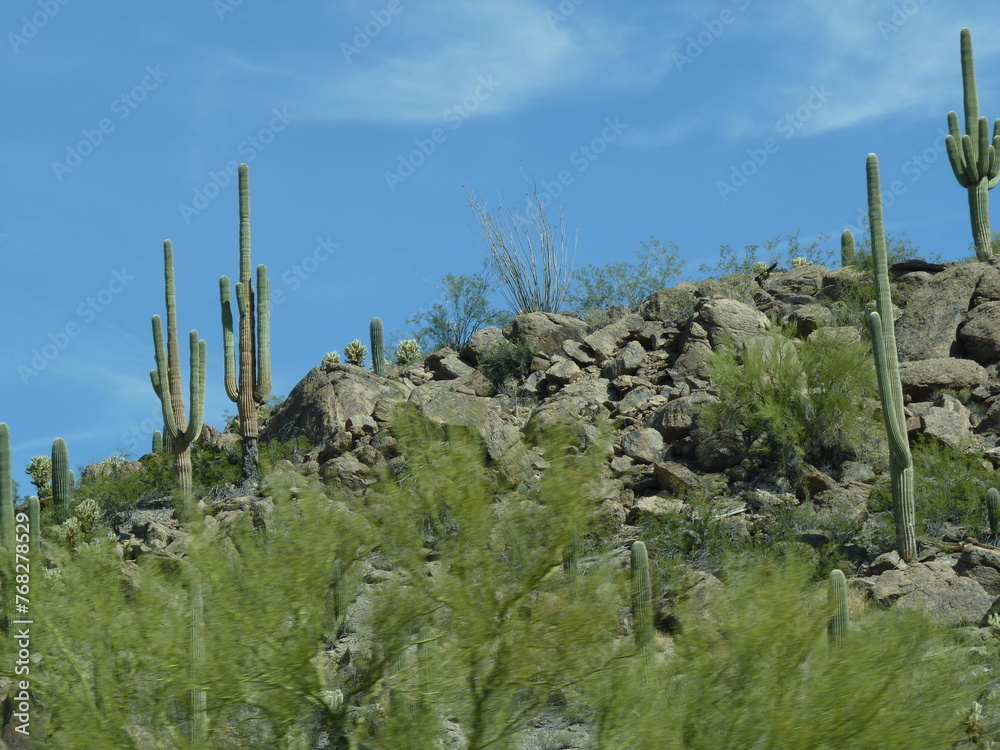 Cactus désert Arizona Etats-Unis