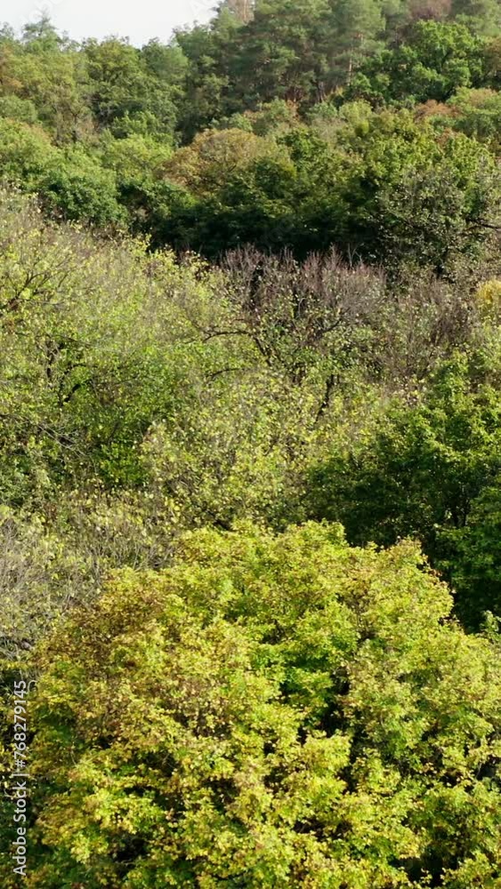 Mixed trees in woodland. Dense green trees of the forest. Nature background. Beautiful nature landscape. Aerial view. Vertical video Mixed trees in woodland. Dense green trees of the forest. Nature background. Beautiful nature landscape. Aerial view. Vertical video