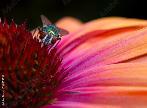 A bottle fly collects pollen from a bright pink and orange coneflower