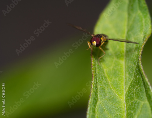 A small hover fly rests on a milkweed leaf in a garden
