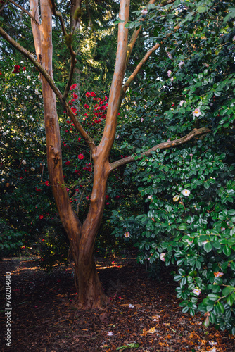Stewartia pseudocamellia tree trunk surrounded by camellias in arboretum photo