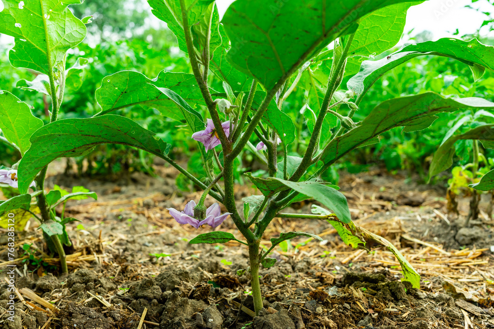 Purple flower on a young eggplant bush Purple flower on a young eggplant bush