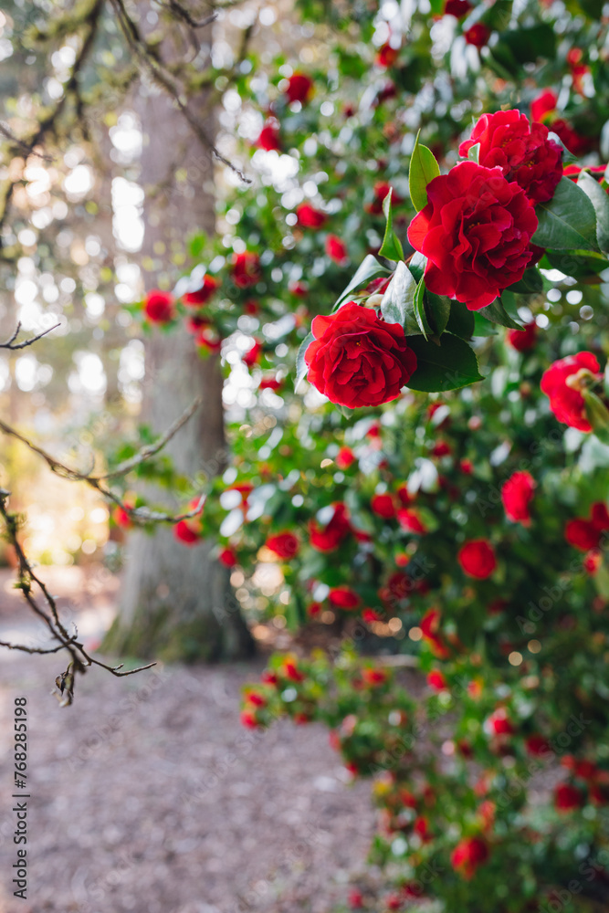 red camellia japonica flowers on tree in public park red camellia japonica flowers on tree in public park