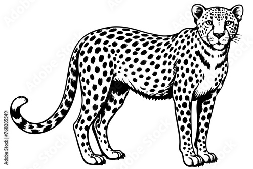 Fototapeta Naklejka Na Ścianę i Meble -  A realistic Cheetah silhouette  vector art illustration