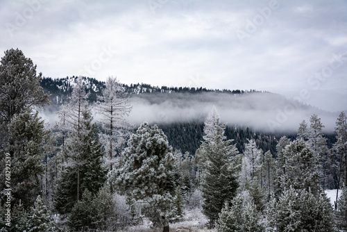 Snow covered pine trees with fog and mountains in the background