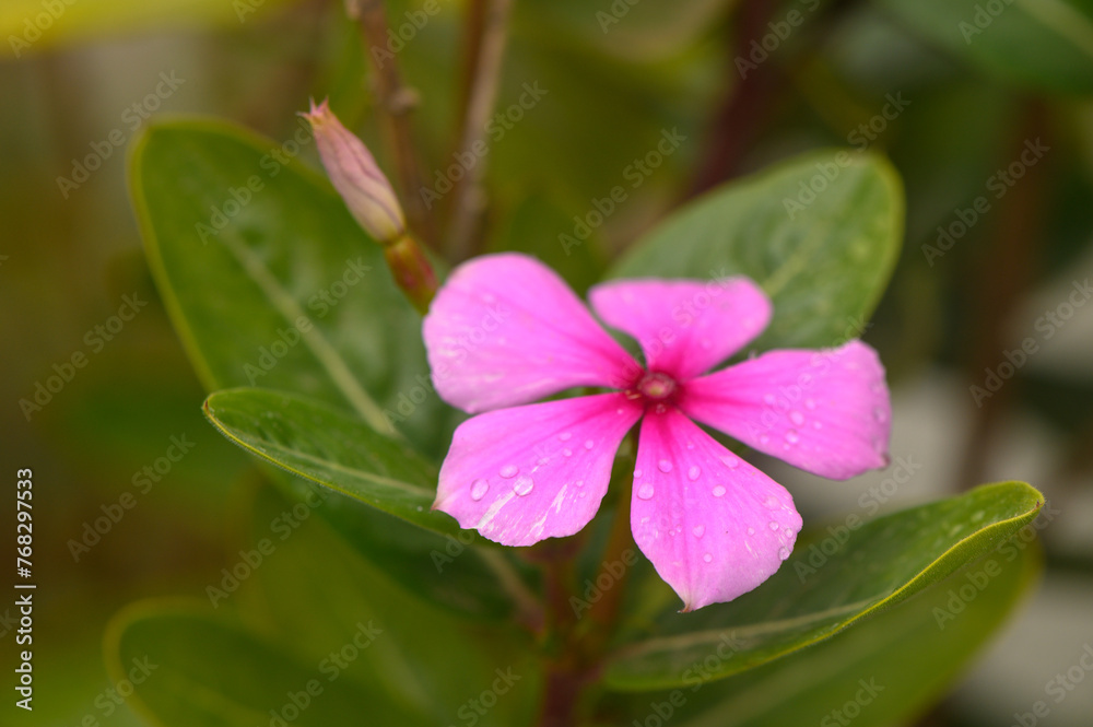 Magenta periwinkle,vinca (Catharanthus),pink lily flower Magenta periwinkle,vinca (Catharanthus),pink lily flower