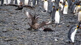 Giant petrel threatening brown skuas (Stercorarius antarcticus) feeding on a penguin chick carcass at Salisbury Plain, South Georgia Island