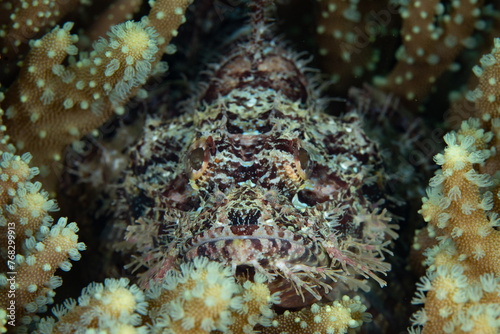A well-camouflaged scorpionfish, Scorpaenopsis sp., waits to ambush unwary prey on a coral reef in Raja Ampat, Indonesia. All species of scorpionfish protect themselves with venomous fin spines. © ead72