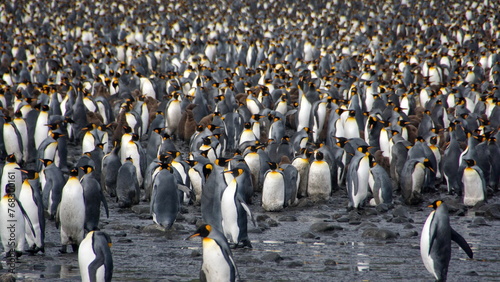 Massive king penguin (Aptenodytes patagonicus) colony at Salisbury Plain, South Georgia Island