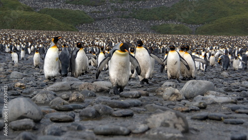 Approaching penguins at the front of a massive king penguin  Aptenodytes patagonicus  colony at Salisbury Plain  South Georgia Island