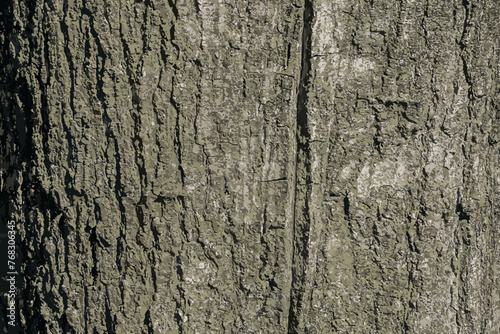 Vector illustration of Quercus coccinea bark background. Oak bark texture.
