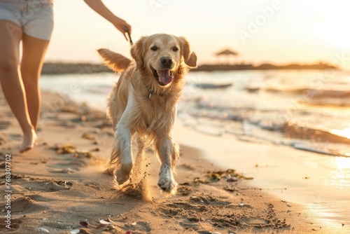 Energetic golden retriever playing and running on a sandy beach during sunset